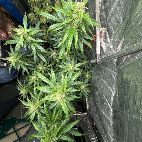 Ghideon growlog timeline photo