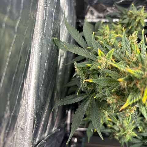 Santana growlog timeline photo