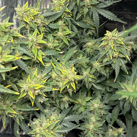 Santana growlog timeline photo