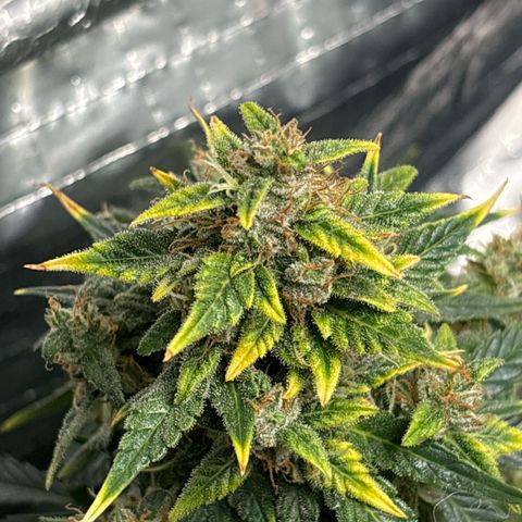 Santana growlog timeline photo