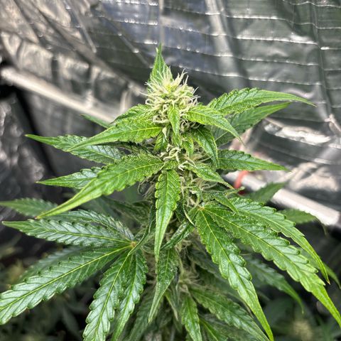 Ghideon growlog timeline photo