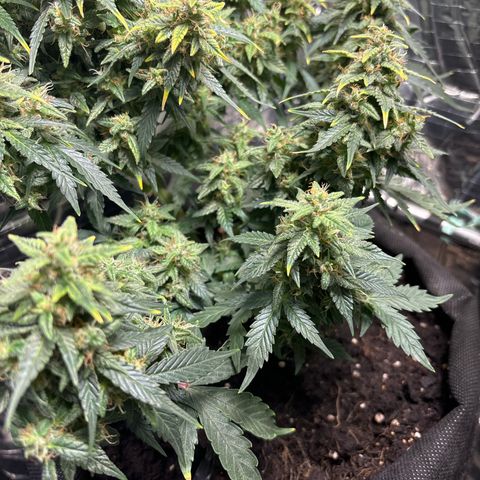 Santana growlog timeline photo