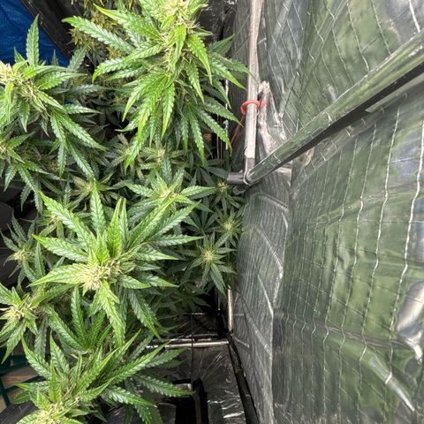 Ghideon growlog timeline photo