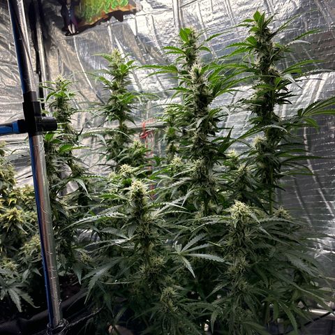 Ghideon growlog timeline photo