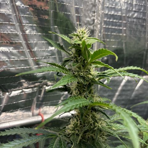 Ghideon growlog timeline photo