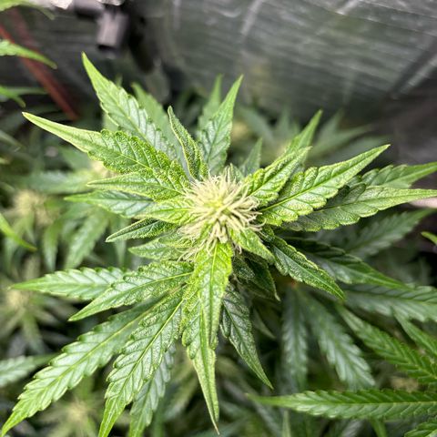 Ghideon growlog timeline photo