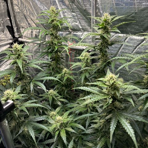 Ghideon growlog timeline photo