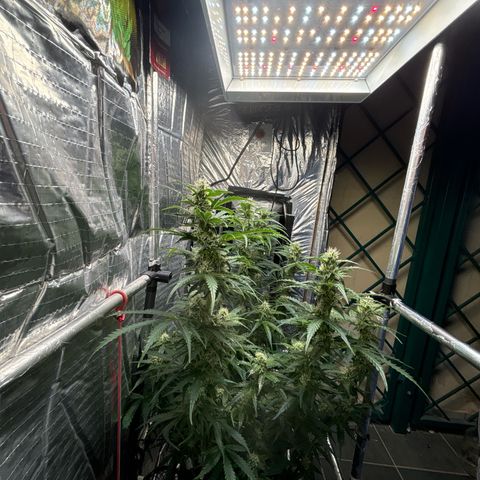 Ghideon growlog timeline photo