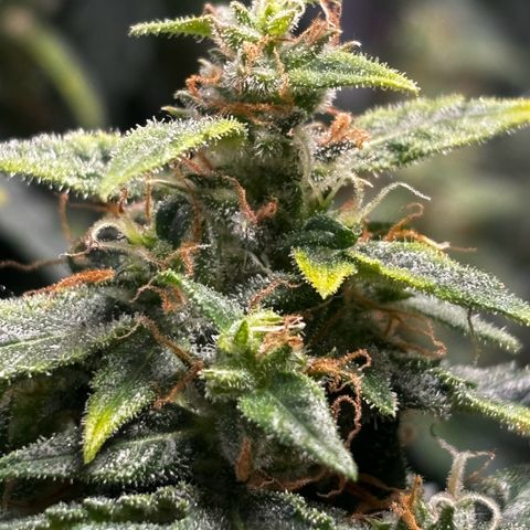 Santana growlog timeline photo