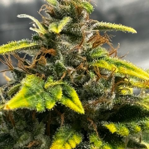 Santana growlog timeline photo