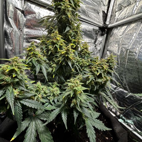Santana growlog timeline photo