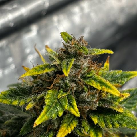 Santana growlog timeline photo
