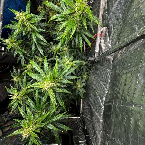Ghideon growlog timeline photo