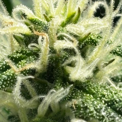 Ghideon growlog timeline photo