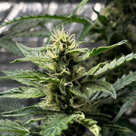 Ghideon growlog timeline photo