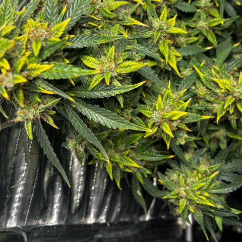Santana growlog timeline photo