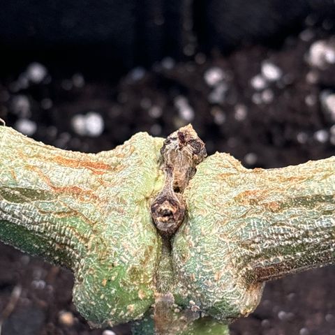 Ghideon growlog timeline photo