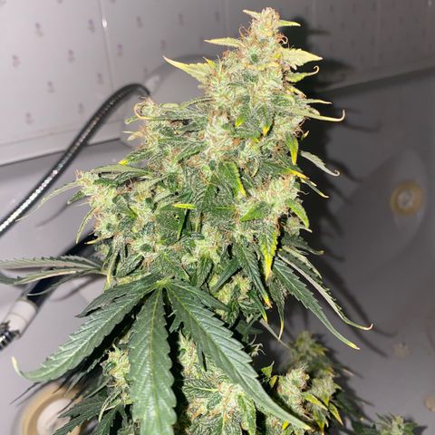 Santana growlog photo: ultimo flush solo acqua ph x santana -5 gg al taglio