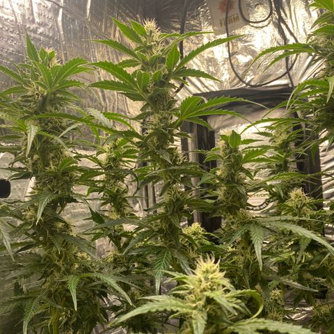 Ghideon growlog photo: ulteriori potature di foglie coprenti su Ghideon 