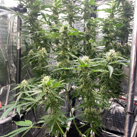 Ghideon growlog photo: ulteriori potature di foglie coprenti su Ghideon 