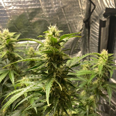 Ghideon growlog photo: ulteriori potature di foglie coprenti su Ghideon 