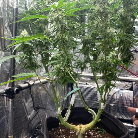 Ghideon growlog photo: ulteriori potature di foglie coprenti su Ghideon 