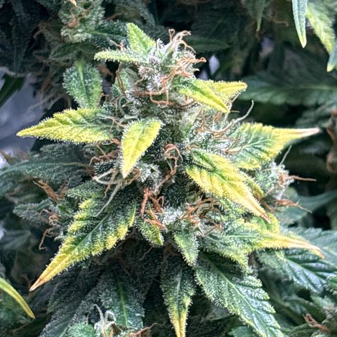 Santana growlog timeline photo