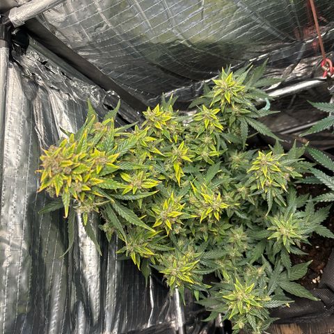 Santana growlog timeline photo