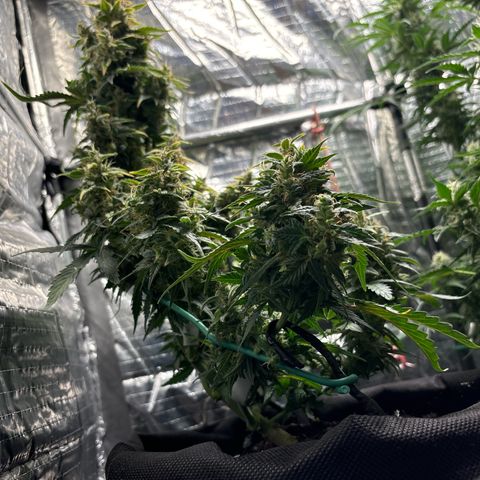 Santana growlog timeline photo