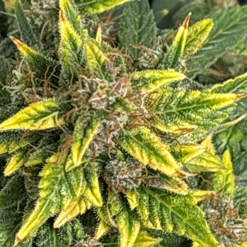 Santana growlog timeline photo