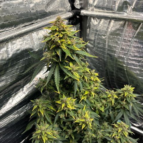 Santana growlog timeline photo