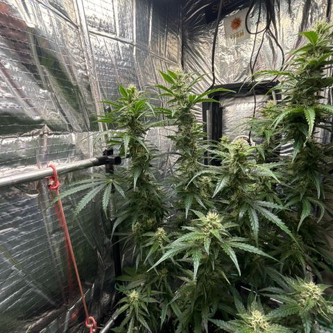 Ghideon growlog timeline photo