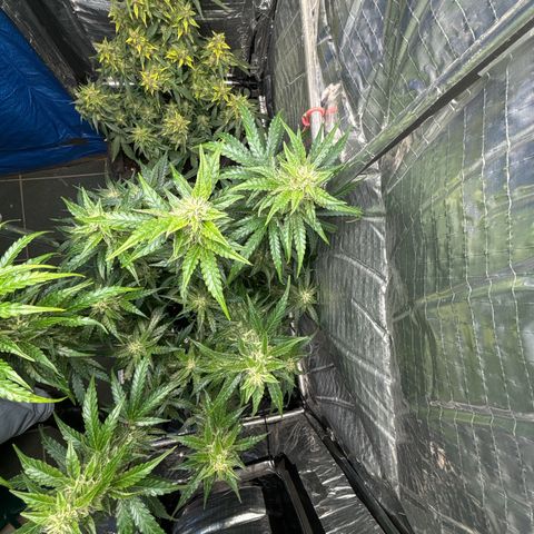 Ghideon growlog timeline photo