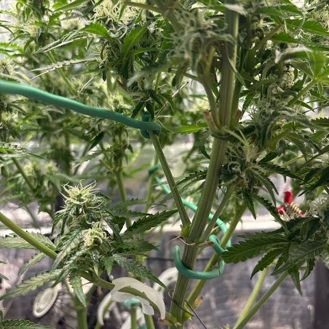 Ghideon growlog timeline photo