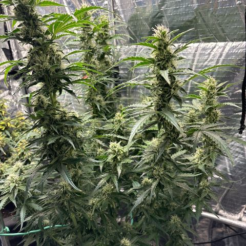 Ghideon growlog timeline photo