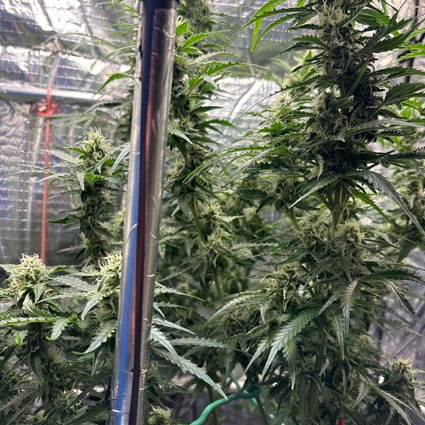 Ghideon growlog timeline photo