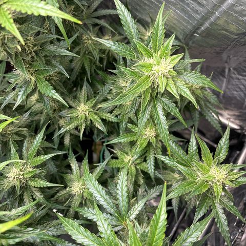 Ghideon growlog timeline photo