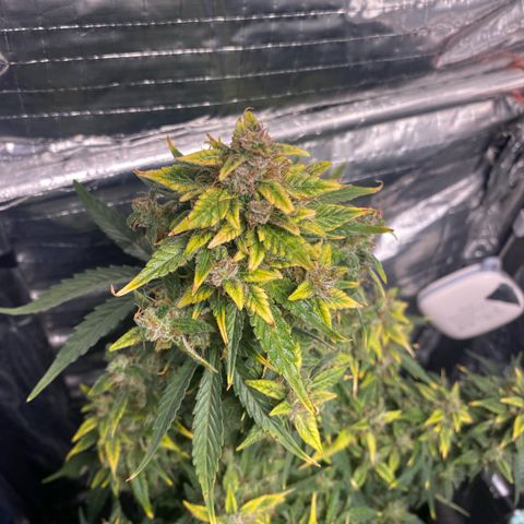 Santana growlog timeline photo
