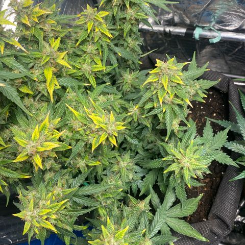 Santana growlog timeline photo
