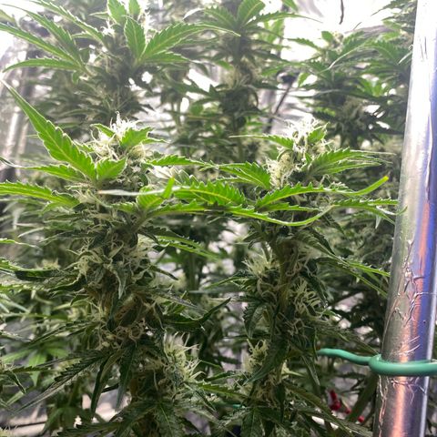 Ghideon growlog timeline photo