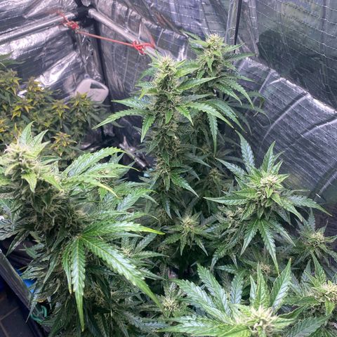 Ghideon growlog timeline photo