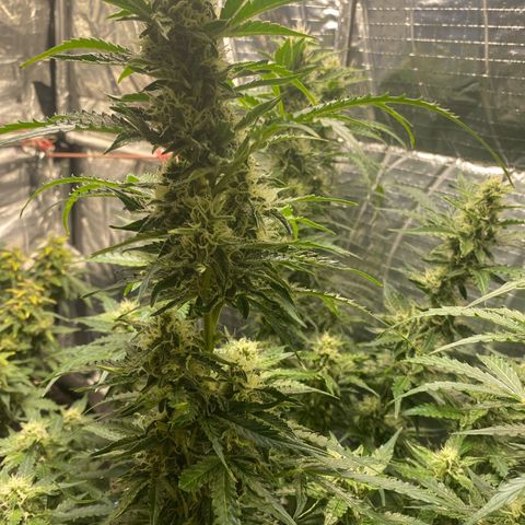 Ghideon growlog timeline photo