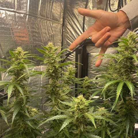 Ghideon growlog timeline photo