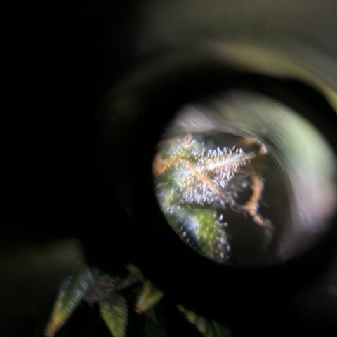 Santana growlog timeline photo