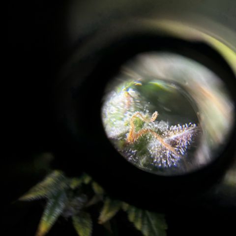 Santana growlog timeline photo