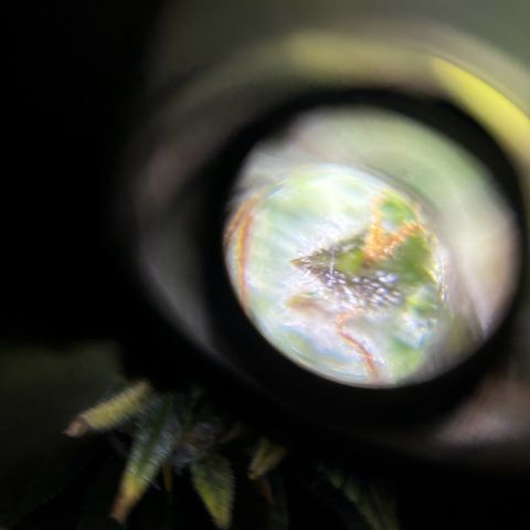 Santana growlog timeline photo