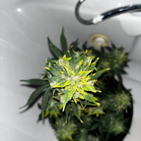 Santana growlog timeline photo