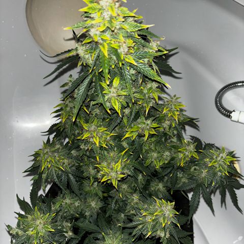 Santana growlog timeline photo