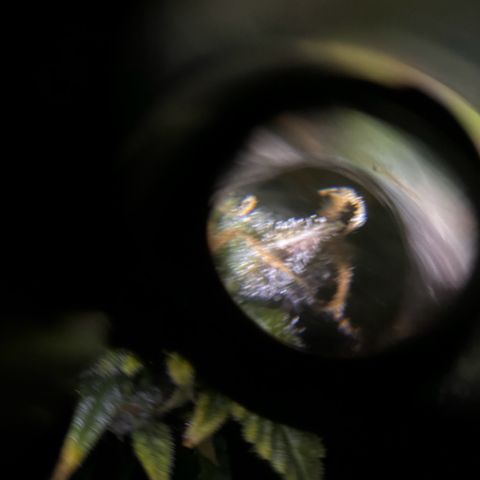 Santana growlog timeline photo