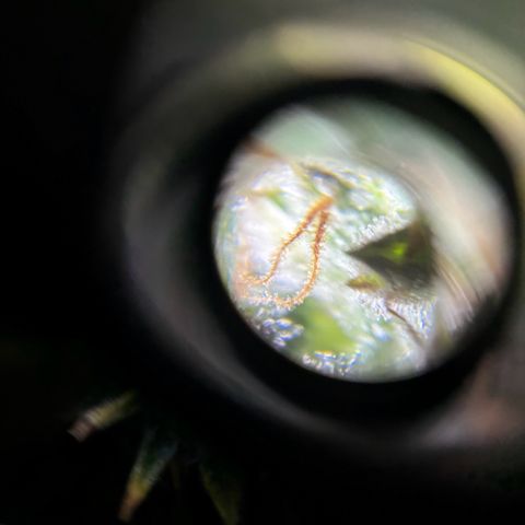 Santana growlog timeline photo